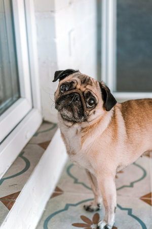 Dog pug is a ceramic tile house in the interior in light colorsの写真素材