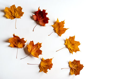 Colorful autumn maple leaves on a white background. Autumn concept.