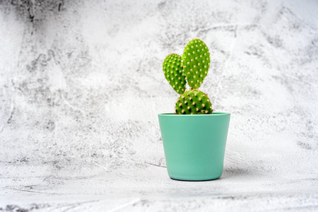 A green plant in a concrete pot on a gray table. Natural background, space for textの写真素材