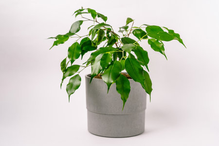 Green leaves of the zamiokulkas plant on a white backgroundの写真素材