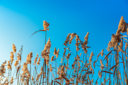 Fluffy reeds swaying in the wind on a Sunny winter day. Beautiful natural backgroundの写真素材