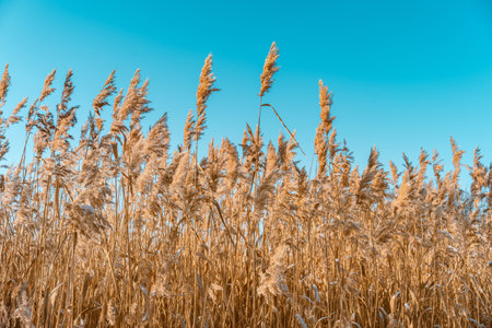 Fluffy reeds swaying in the wind on a Sunny winter day. Beautiful natural backgroundの写真素材