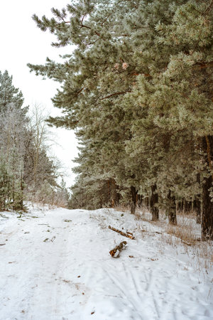 Spruce branch covered with snow in the winter forestの写真素材