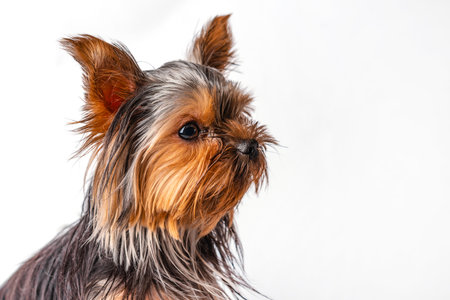 Yorkshire Terrier puppy sits. Isolated on white backgroundの写真素材