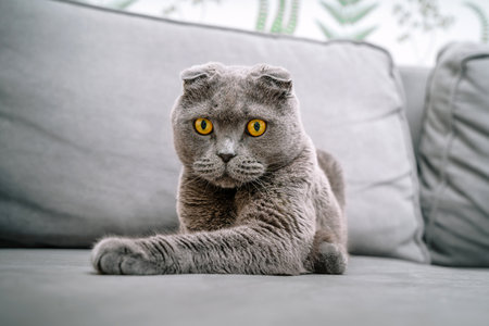 Beautiful gray cat scottish fold sitting on the couchの写真素材
