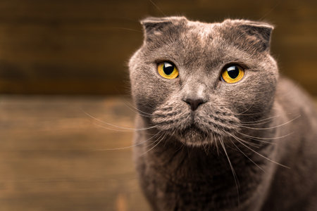 Hand stroking a gray cat on a wooden background