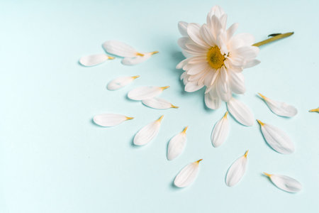 White daisy petals in the form of sunny flowers on a blue background, a beautiful natural backgroundの写真素材