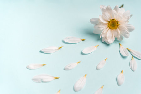 White daisy petals in the form of sunny flowers on a blue background, a beautiful natural backgroundの写真素材