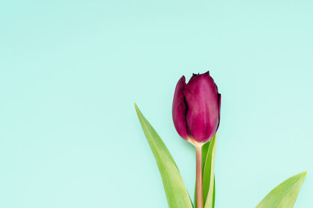 Romantic spring background of tulip flowers on a blue background, space for textの写真素材