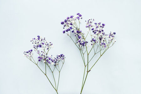 Small white gypsophila flowers on a pastel background, space for text, minimalismの写真素材