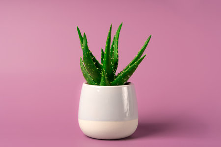 An aloe flower in a miniature pot on a beautiful pastel background. Minimalism and space for textの写真素材