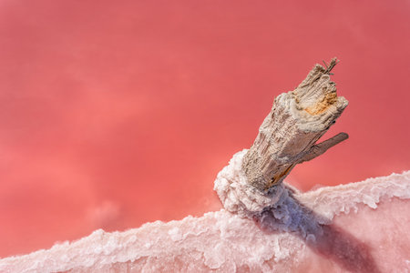 Pieces of salt on a wooden stick on a pink lake. Salt extraction for medicine and spa services