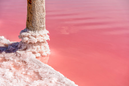 Pieces of salt on a wooden stick on a pink lake. Salt extraction for medicine and spa servicesの写真素材