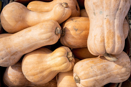 Background of many pumpkins. Autumn themeの写真素材