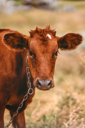 Close up of a brown cow on a meadowの写真素材