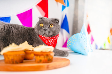 Gray Scottish fold cat celebrates birthday surrounded by festival decor with colorful flags and cupcakes. Funny cat is wearing a collar with a scarfの写真素材