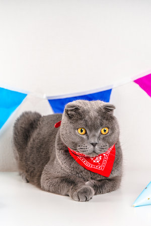 Gray Scottish fold cat celebrates birthday surrounded by festival decor with colorful flags and cupcakes. Funny cat is wearing a collar with a scarfの写真素材