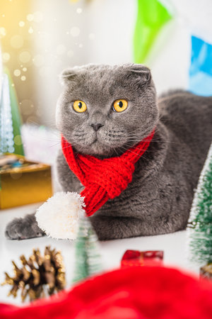 A beautiful New Year and Christmas card with a cat from the festival decor. Scottish fold cat and christmas blurry festive decor.の写真素材