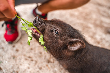 Cute little black piggy, portrait of mini pig