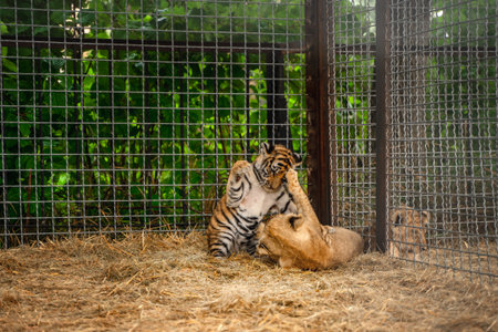 A little tiger cub plays with a lion cub sitting in an aviary at the zooの写真素材