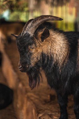 Portrait of a black goat on a farmの写真素材