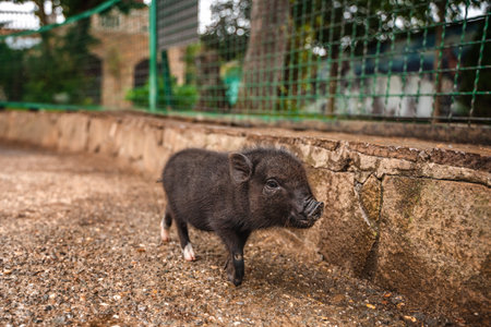 Cute little black piggy, portrait of mini pigの写真素材