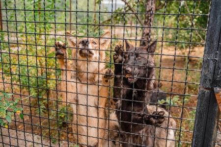 Wolves leaned on the fence of the cage in the zoo. Selective focusの写真素材