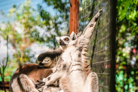Funny cute lemurs at the zooの写真素材