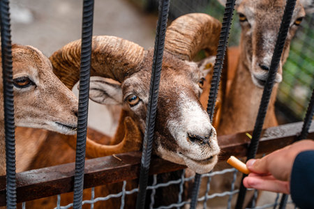 Young and adult goats beg for food from zoo visitorsの写真素材