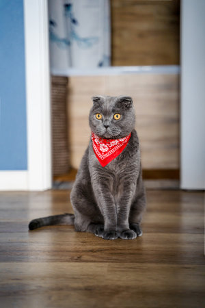 Funny gray cat Scottish fold in a red cowboy bandana at homeの写真素材