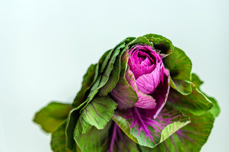 Beautiful decorative cabbage on a white wall background. An unusual flower for a bouquetの写真素材