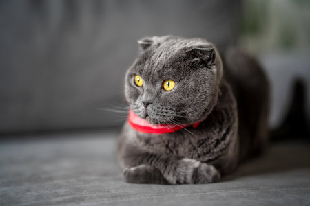 Funny gray cat Scottish fold in a red cowboy bandana at homeの写真素材