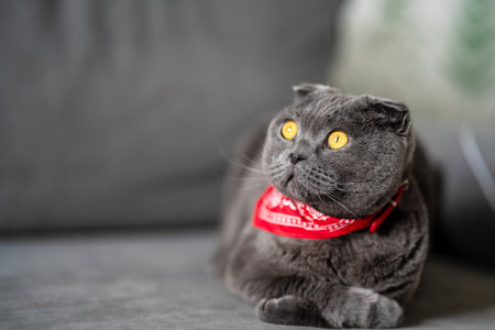 Funny gray cat Scottish fold in a red cowboy bandana at homeの写真素材