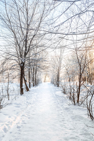 Winter snow forest with sunlight. Amazing natural landscape, no peopleの写真素材