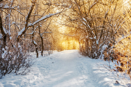 Winter snow forest with sunlight. Amazing natural landscape, no people