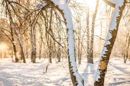 Winter snow forest with sunlight. Amazing natural landscape, no peopleの写真素材