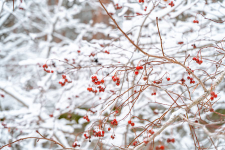 Winter natural background with berries in the forest with snow