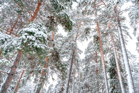 Beautiful winter landscape of pine forest with snow