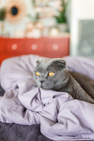 A Scottish gray cat lies on an unmade bed on a rumpled blanket in the bedroomの写真素材