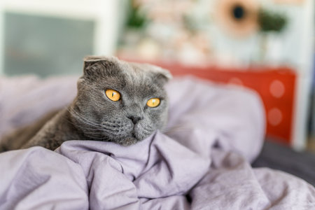 A Scottish gray cat lies on an unmade bed on a rumpled blanket in the bedroomの写真素材