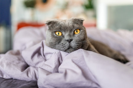 A Scottish gray cat lies on an unmade bed on a rumpled blanket in the bedroomの写真素材
