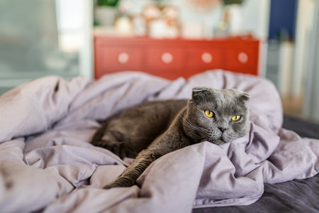 A Scottish gray cat lies on an unmade bed on a rumpled blanket in the bedroomの写真素材
