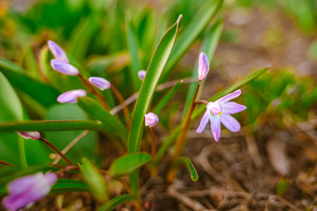 Spring snowdrops, crocuses, the first flowers after winter. natural background of flowersの写真素材