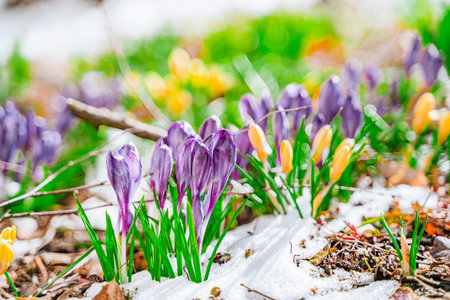 Spring snowdrops, crocuses, the first flowers after winter. natural background of flowersの写真素材