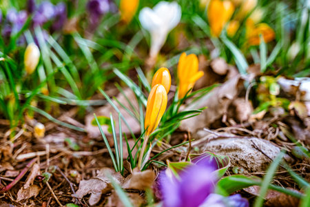 Spring snowdrops, crocuses, the first flowers after winter. natural background of flowersの写真素材