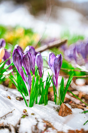 Spring snowdrops, crocuses, the first flowers after winter. natural background of flowersの写真素材