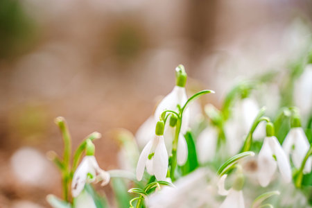 Spring snowdrops, crocuses, the first flowers after winter. natural background of flowersの写真素材