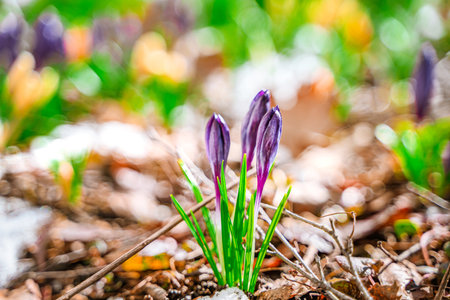 Spring snowdrops, crocuses, the first flowers after winter. natural background of flowersの写真素材