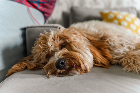 A curly-haired brown Labradoodle or poodle dog is lying on the couch at home