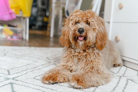 A curly-haired brown Labradoodle or poodle dog lies on the carpet at home, its fur covering its eyes